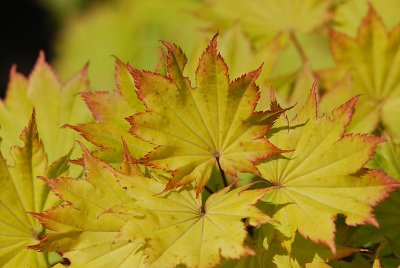 Acer shirasawanum 'Aureum'- javor Shirasawův - listy